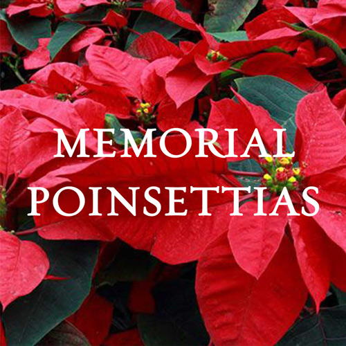 Poinsettia Orders