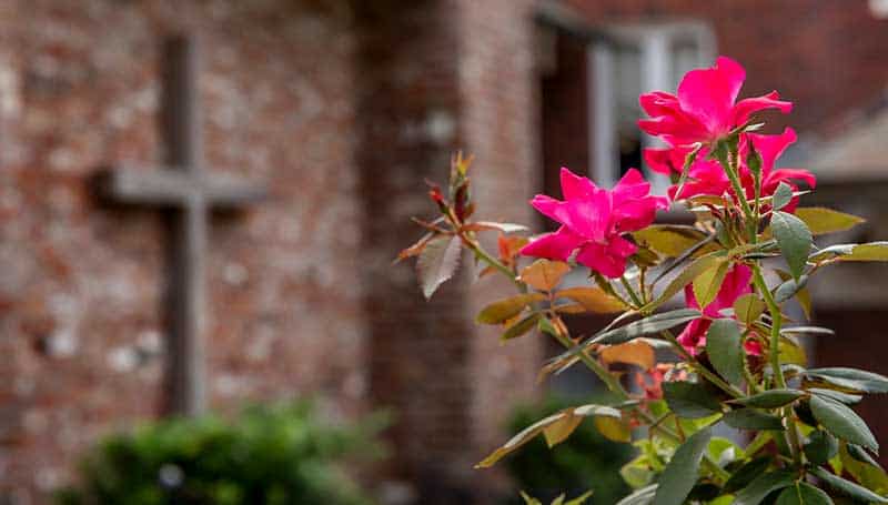 Bright pink flowers in focus with a blurred brick wall, window, and cross at First Presbyterian Baton Rouge in the background.