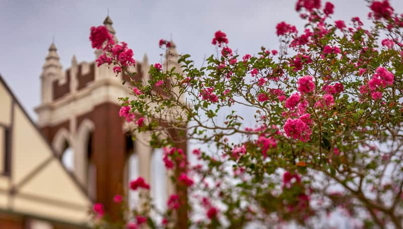 Branches with pink flowers in the foreground, with First Presbyterian Baton Rouge and its clock tower softly blurred in the background.