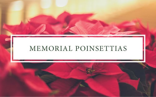 Close-up of red poinsettia flowers with "Memorial Poinsettia Donations" overlaid in a white box.