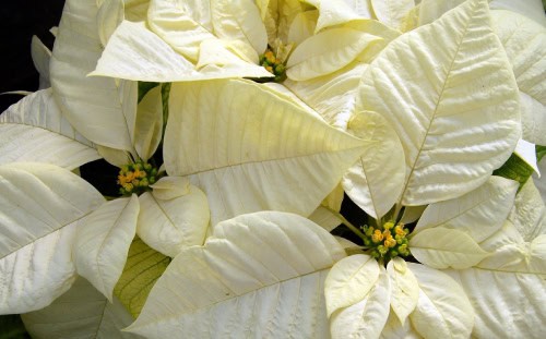 Close-up of white Memorial Poinsettia leaves with small clusters of yellow and green buds in the center.