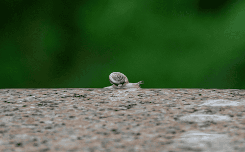A mighty small snail with a spiral shell crawls on a wet, speckled stone against a green blurred background.