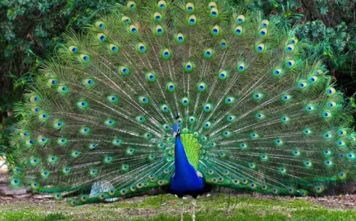 A peacock stands on grass with its colorful tail fully fanned out—perfect for an April Trip adventure amid dense greenery.
